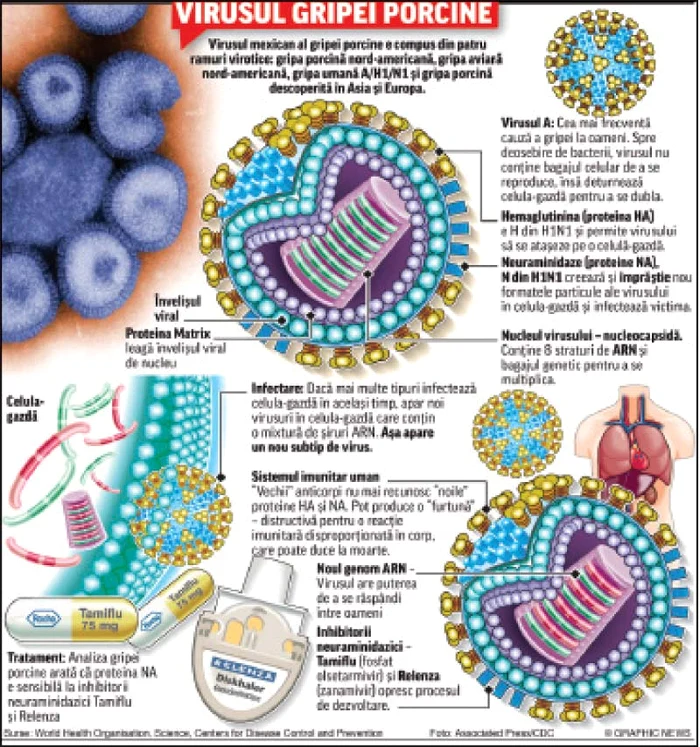 Virusul gripei sau  “bomba cu ţepi”