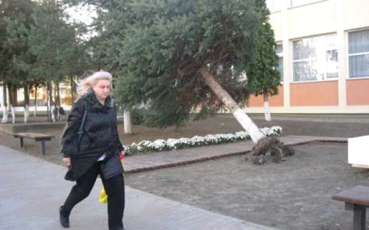 Piatra Neamţ: Bradul din faţa şcolii numărul 3 a fost smuls din rădăcini de vânt
