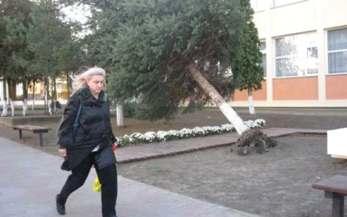 Piatra Neamţ: Bradul din faţa şcolii numărul 3 a fost smuls din rădăcini de vânt