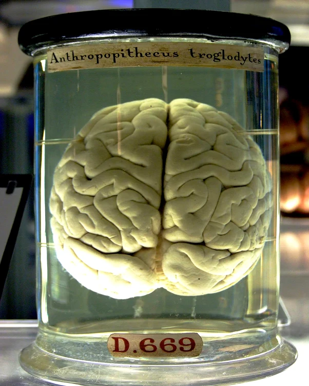© wikimedia commons