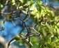 Manchineel 4 jpg