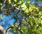 Manchineel 4  jpg