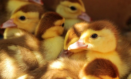 1 69771 original jpg jpeg