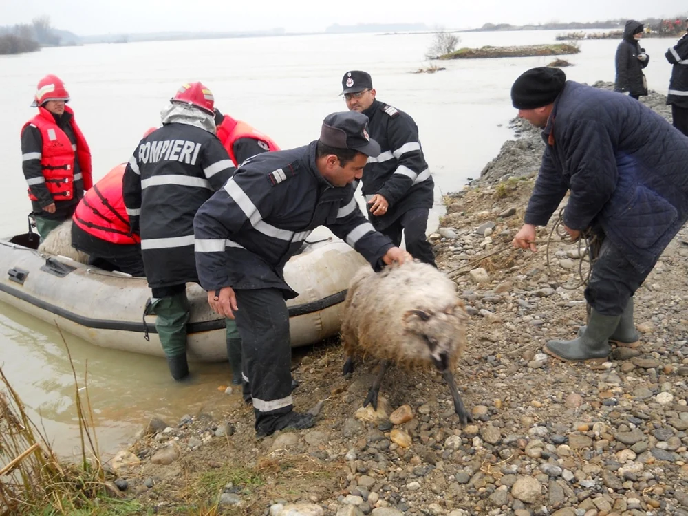 700 de oi au fost salvate de pe râul Olt                                               FOTO Laurentiu Ionescu