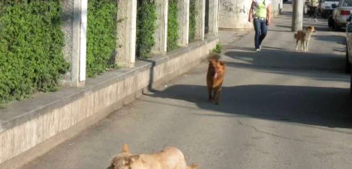 Şi municipiul Suceava este împânzit de câini fără stăpâni