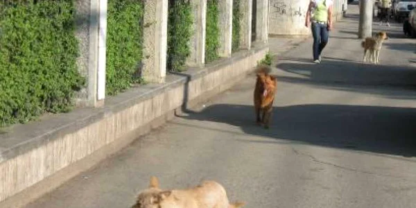Şi municipiul Suceava este împânzit de câini fără stăpâni