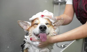 caine baie istock jpg