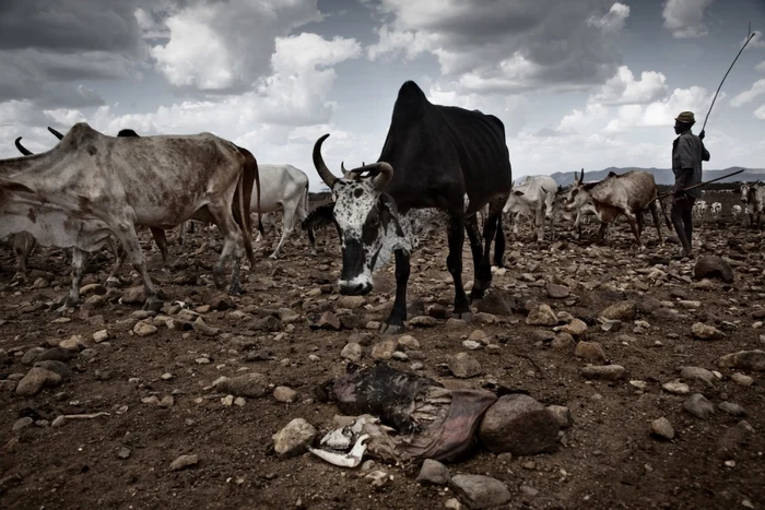 Oamenii şi animalele mor din cauza llipsei de apa şi mâncare