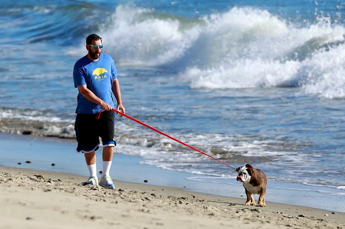Actorul aruncă ce apucă pe el când îl plimbă pe bulldogul Meatball. Foto: Profimedia