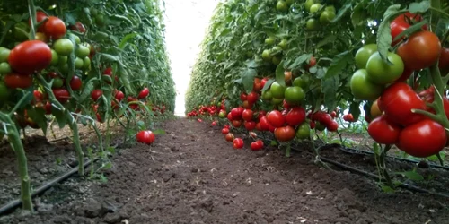 se plantează tomatele