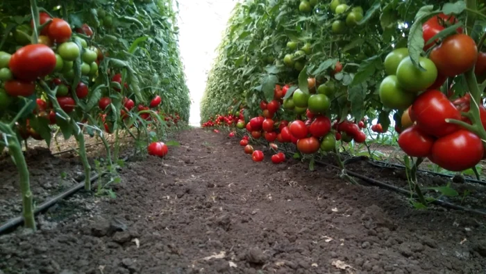 Legumicultorii se tem de o nouă criză de supraproducţie în vara viitoare FOTO: arhiva