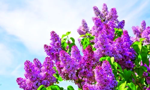 1 74198 original jpg jpeg