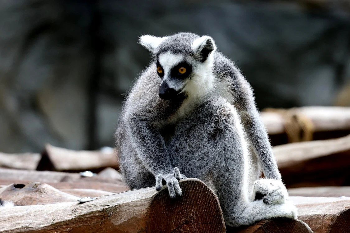Un lemur a fost furat de la o Grădină Zoologică / Sursă foto: Pixabay