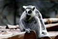 animal 7451968 1280 jpg
