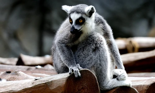 animal 7451968 1280 jpg