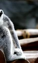 animal 7451968 1280 jpg
