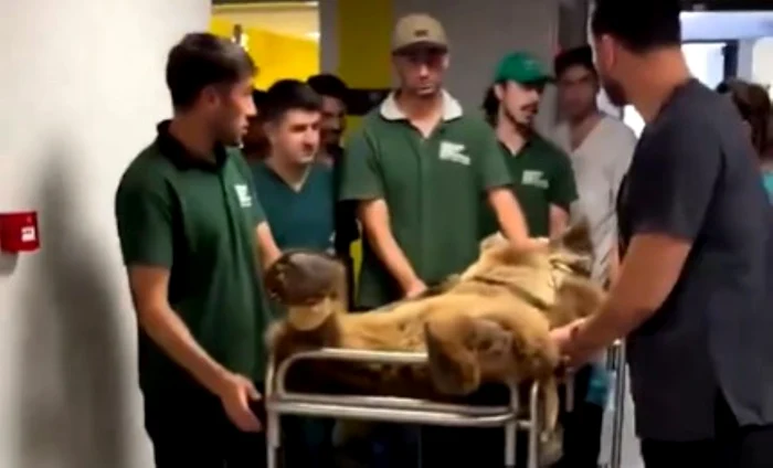 Okan, ursul dus cu targă la veterinar după ce a mâncat prea multe fructe / foto: captură video