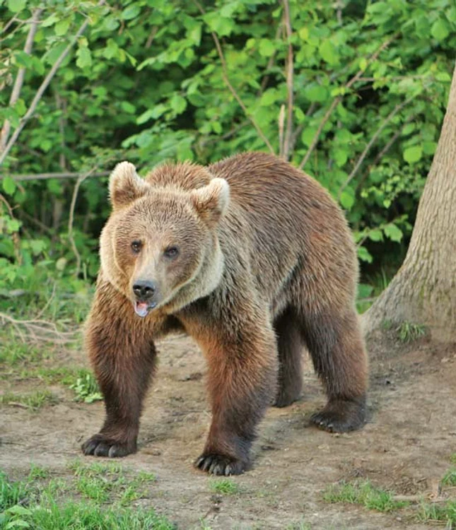 
    Cu fiul lui,  Tedi (7 ani)  
