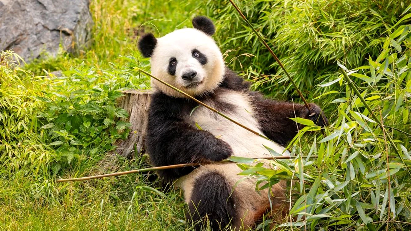Meng Meng, mama gemenilor - Foto Zoo Berlin