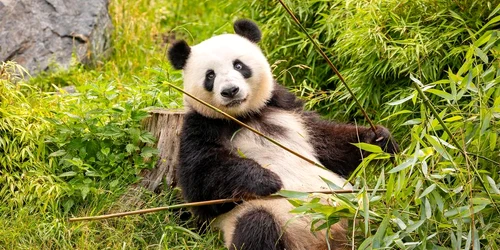 meng meng panda zoo berlin jpg