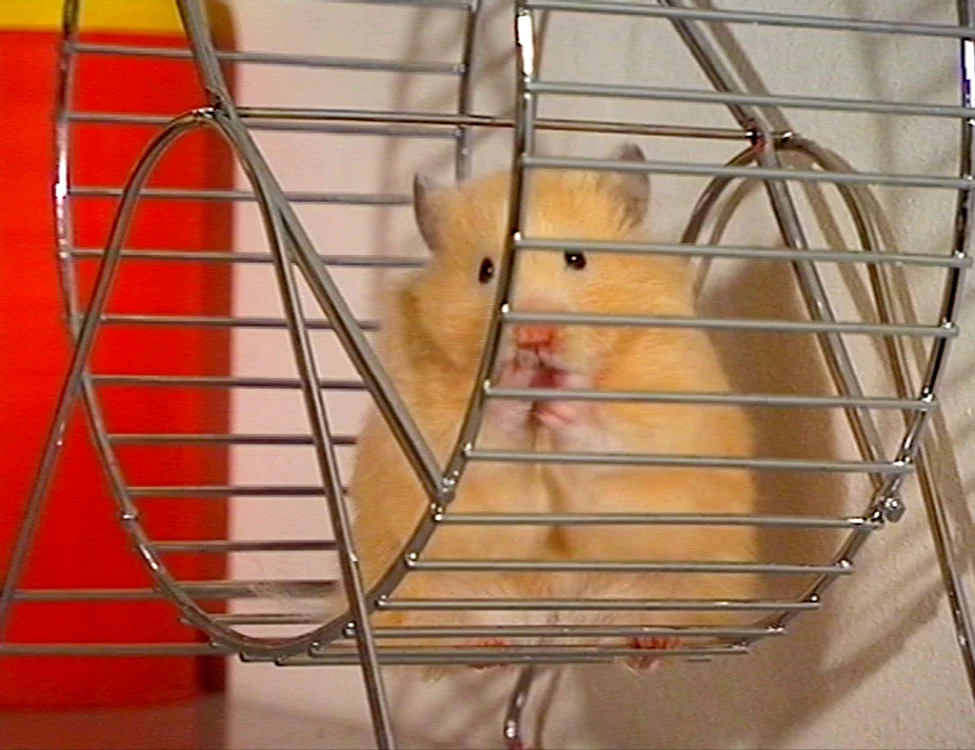 Click! îţi arată care sunt cei mai jucăuşi hamsteri din lumefoto: clopotel.ro