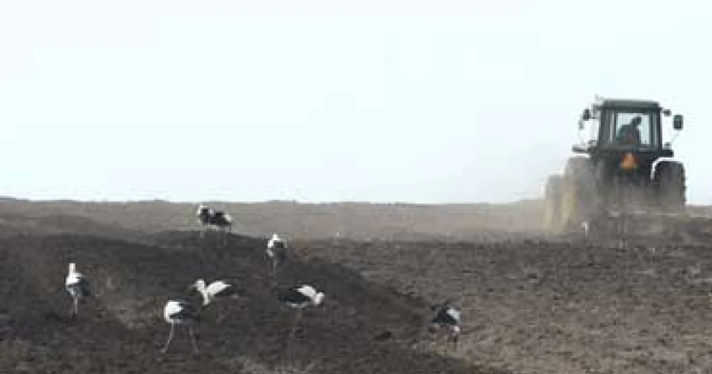 Constanta: Culturi calamitate în agricultură