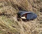 Rămășițele unui craiovean dispărut pe munte găsite după două luni în Buila Vâlcea Foto Mircea Lera