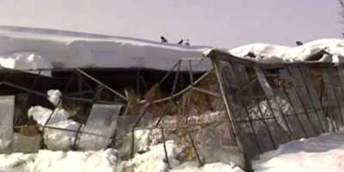 Serele au fost distruse în proporții mari