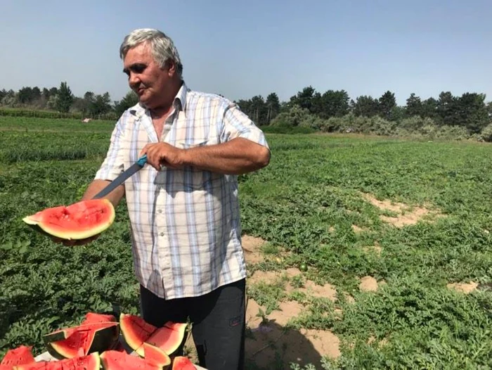 Viorel Muşat, producător Dăbuleni FOTO / Ana Popescu