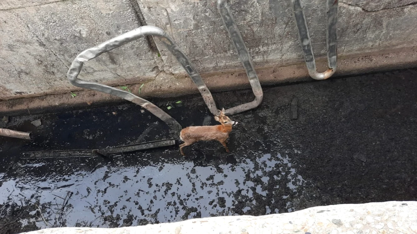 Căprioara a căzut în bazinul adânc de 4 metri