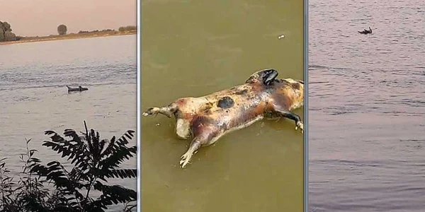 Cadavre de porci pe Dunărea la Galaţi şi Brăila FOTO Facebook