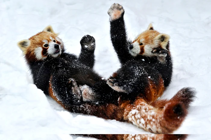 kung fu panda austria