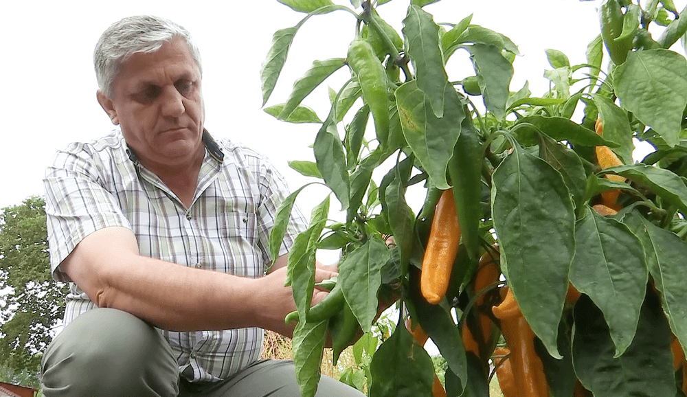 Cel mai iute ardei din lume, obținut la Buzău. A fost comandat de un producător de cârnați de Pleșcoi