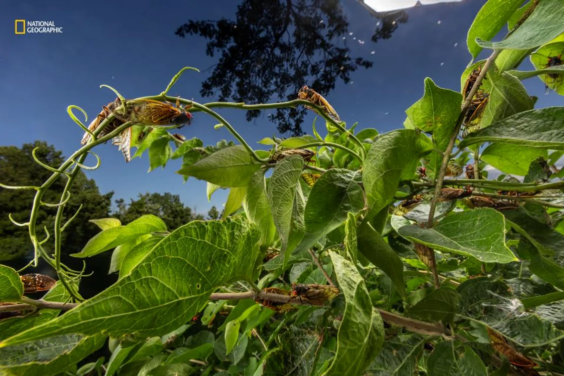 Cicadele ies la suprafață doar pentru a se reproduce / foto: National Geographic