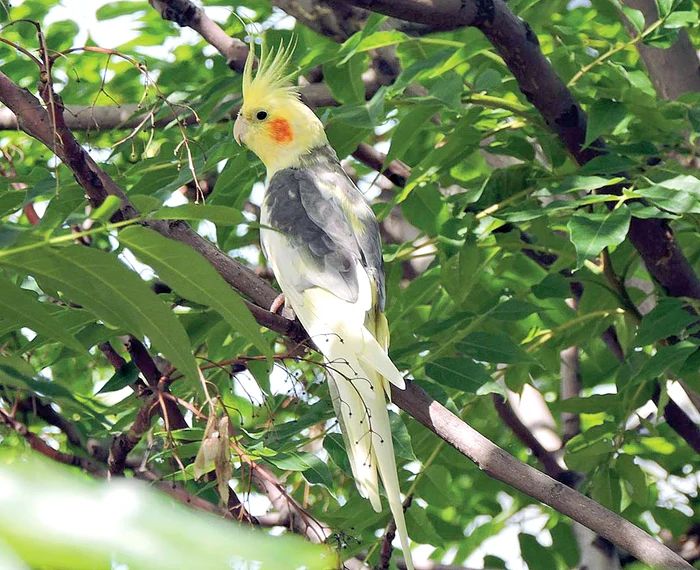 În Delta Văcăreşti au apărut nimfele, o altă specie de papagal