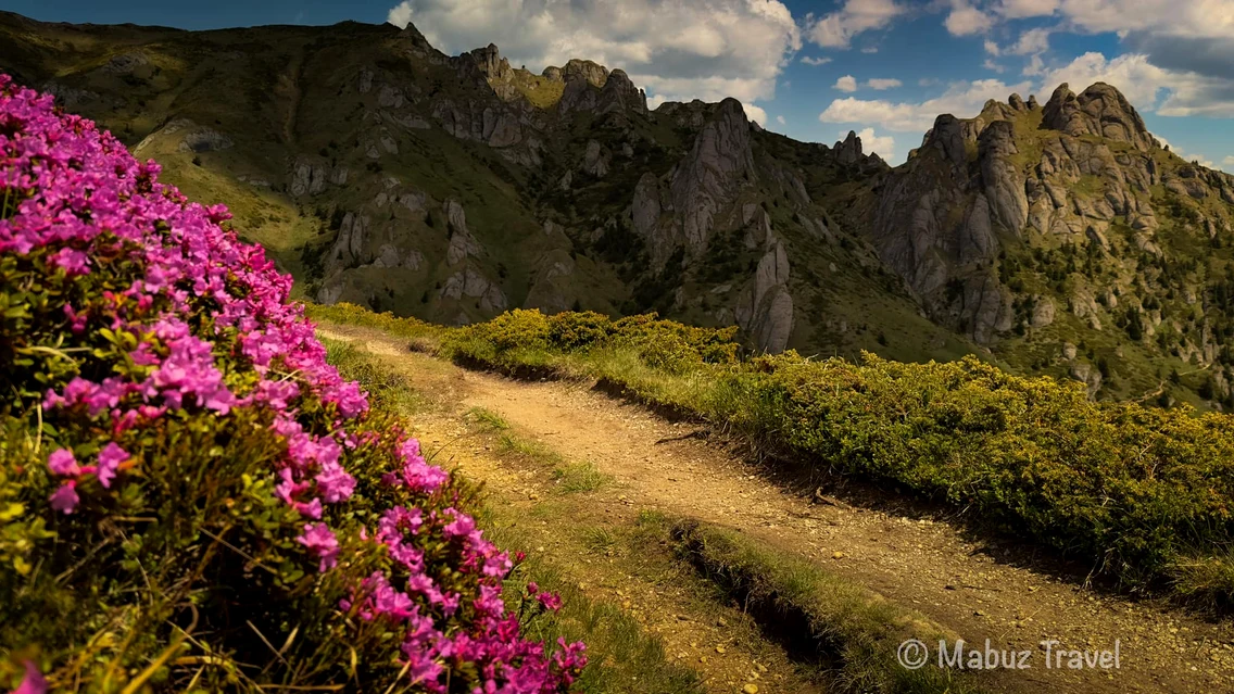 Pajiște cu bujori, în Masivul Ciucaș. FOTO Marius Popa, pasioant de fotografie.