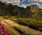 Pajiște cu bujori, în Masivul Ciucaș. FOTO Marius Popa, pasioant de fotografie.