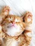 animal care doarme  sursa   Shutterstock jpg