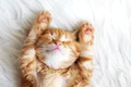 animal care doarme  sursa   Shutterstock jpg