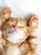 animal care doarme  sursa   Shutterstock jpg