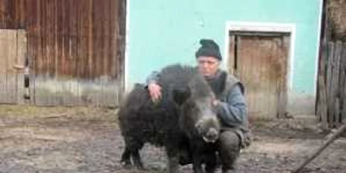 Doar Ioan Neacșu se poate apropia de mistreții pe care îi crește