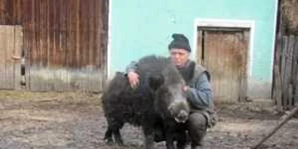 Doar Ioan Neacșu se poate apropia de mistreții pe care îi crește
