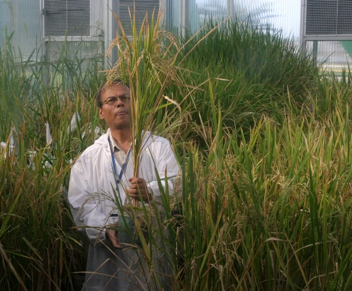 Orezul auriu a fost dezvoltat de un Institut de cercetare specializat din Filipine FOTO EPA-EFE