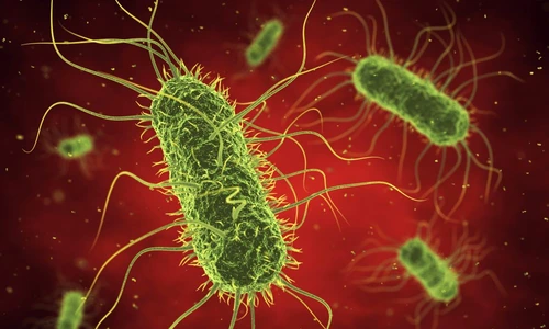 1 75044 original jpg jpeg