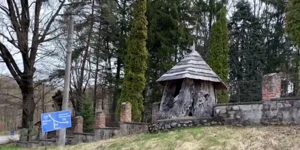 Trunchiul stejarului de la Suici