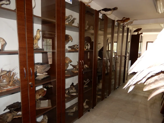 Muzeul  din Orlea are o colecție impresionantă de obiecte FOTO: Direcția de Cultură Olt