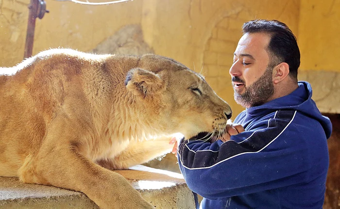 
    Samer al-Homsi, 42 de ani, alături  de una dintre leoaicele pe care le îngrijește  