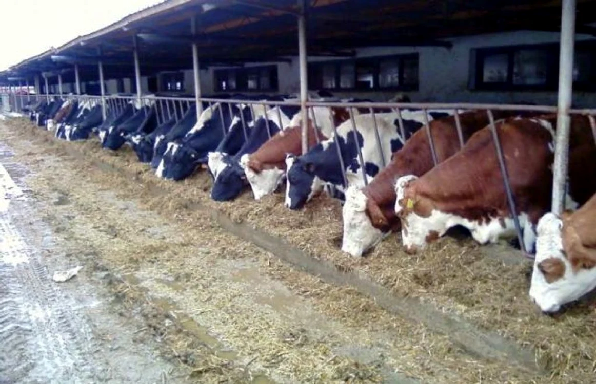 România a semnat cu China o serie de protocoale privind exportul de vaci şi porci