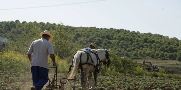 După ce şi-a recuperat plugul, tânărul şi-a reluat munca