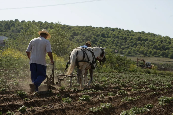 După ce şi-a recuperat plugul, tânărul şi-a reluat munca